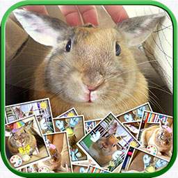 Dress The Bunny iTunes Image